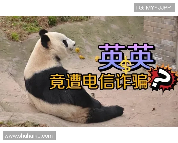 足球明星与大熊猫的奇妙缘分共筑环保梦想与爱心传递